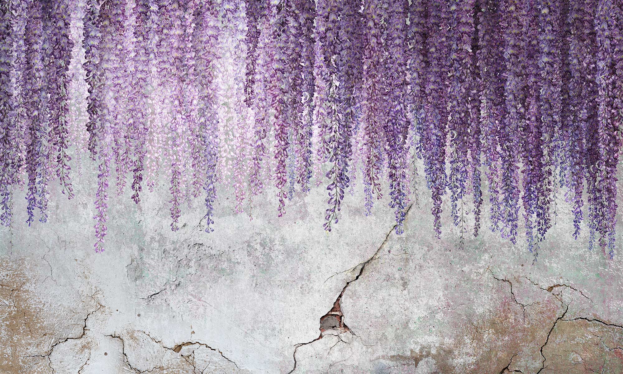 Wisteria Wonderwall Studio